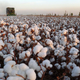 A cotton picker works in a field in Hami, northwest China's Xinjiang Uygur autonomous region, November 1, 2012. China is expected to harvest 6.9 million tonnes of cotton this year, a decline of 4.2 percent from a year ago, due to a smaller sowing area, an official from the country's top planning agency said in remarks published on October 9. Picture taken November 1, 2012.